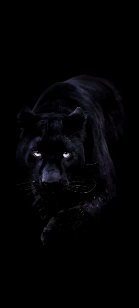 Black Panther Wallpaper: Dream Big & Conquer with Strength