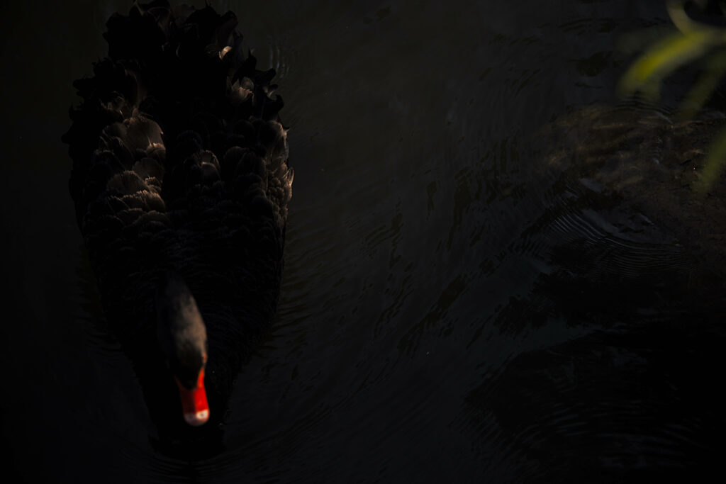 Majestic 4k Portrait: Serene Black Swan Gliding Gracefully on a Dark Pond with Vibrant Orange Beak Wallpaper