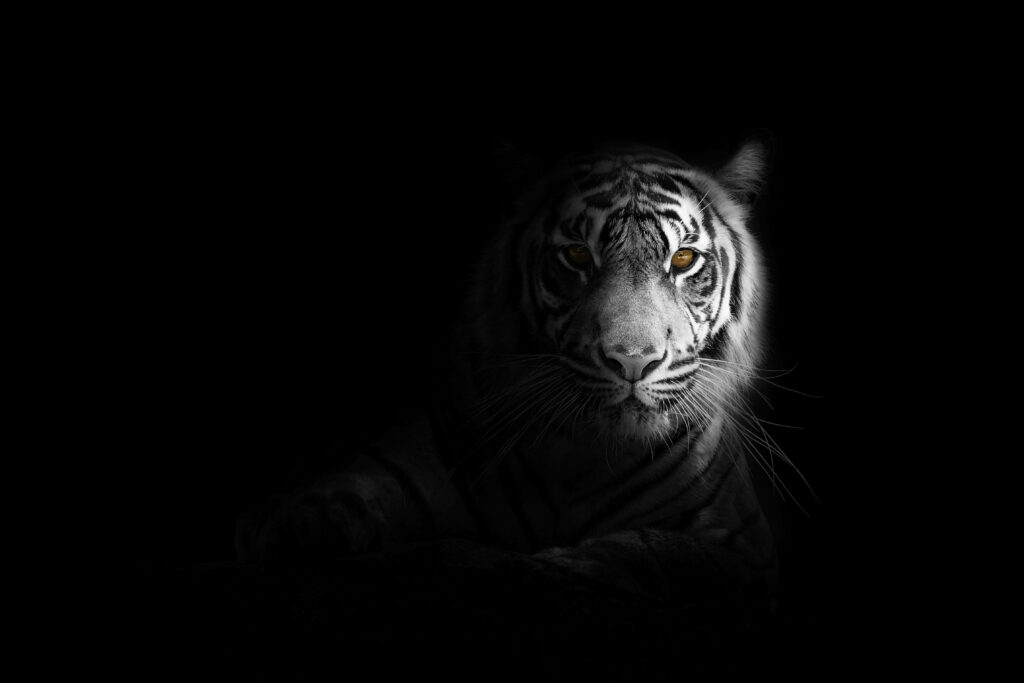 Majestic Melange: Captivating Image of an Albino Tiger Camouflaged with Black Tiger Stripes in Mysterious Darkness Wallpaper