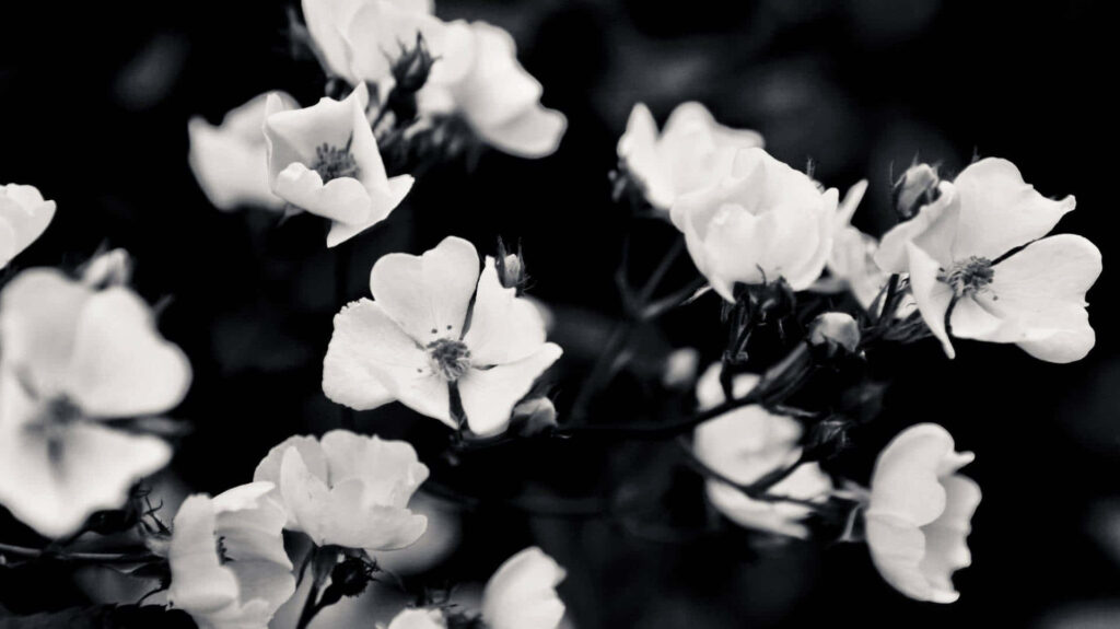 Elegance of a Black and White Aesthetic White Flowers Background for PC! Wallpaper