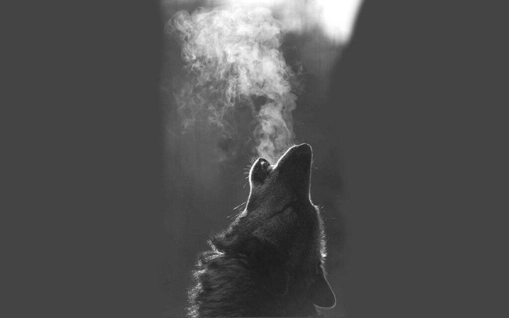 Majestic Black Wolf Howling at Evening Sky - Mystical Wallpaper