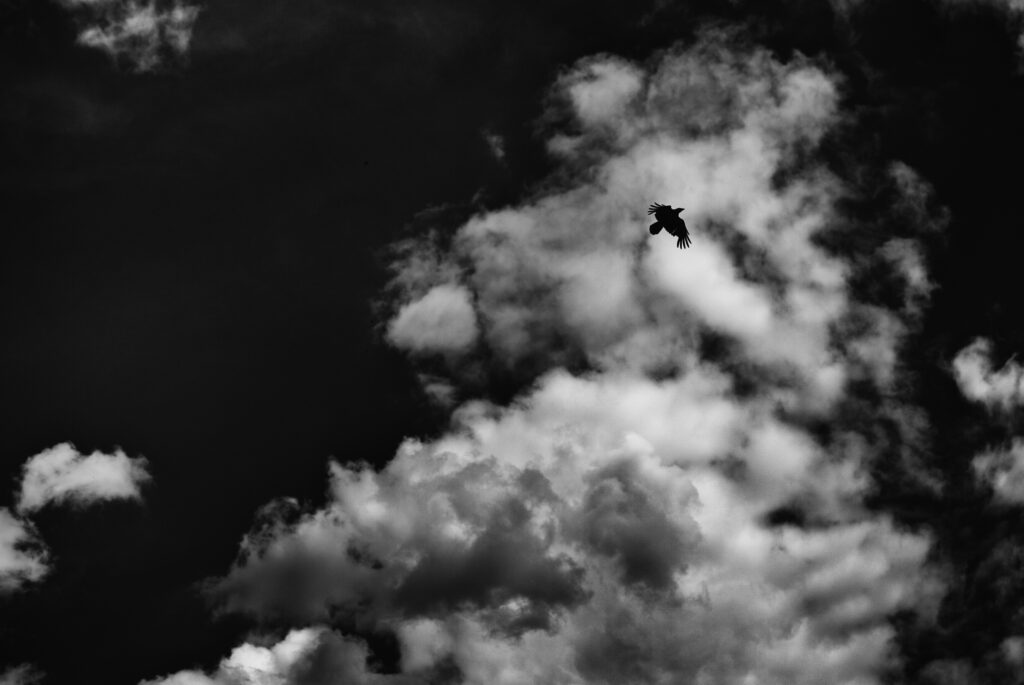Black and White Bird in Flight Wallpaper with Dramatic Cloud Background