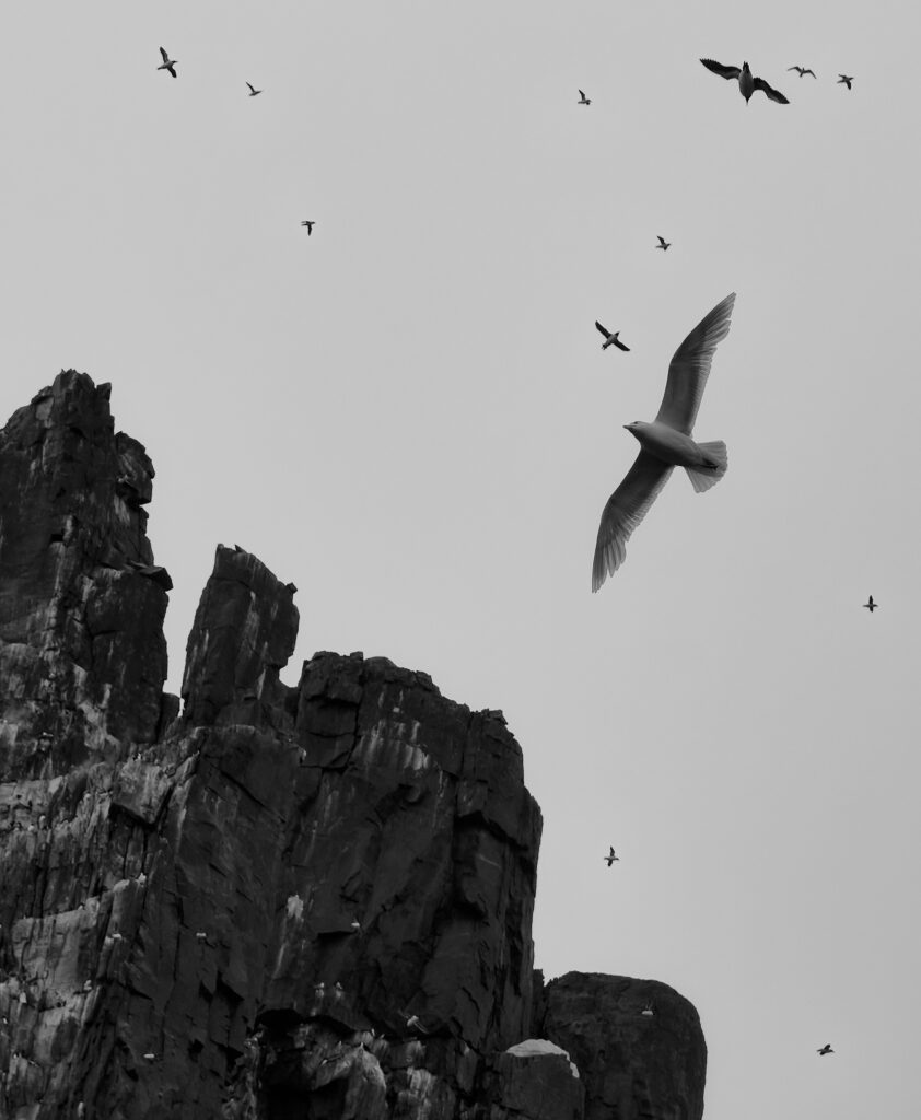 Black and white wallpaper of birds flying over rugged rocks under a wide open sky background