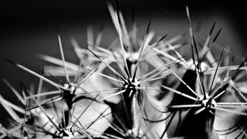 Artistic Black and White Cactus Wallpaper - Close-Up Details
