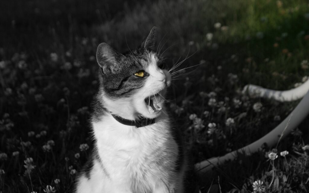 Expressive Black and White Cat Wallpaper with Grassy Background