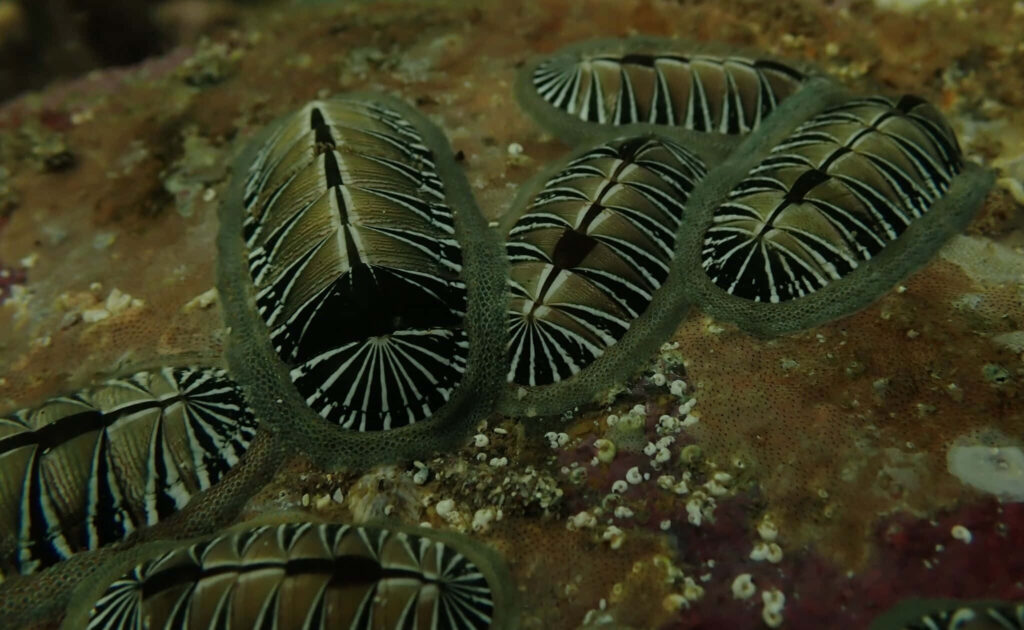 Black and white chiton on rock close up showing detailed textured armor and natural underwater background Wallpaper