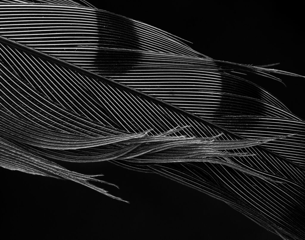Detailed Black and White Feather Macro Shot on Dark Background Wallpaper