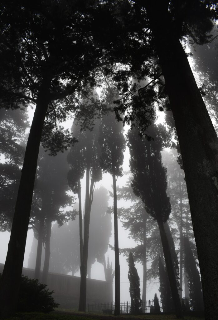 Mysterious Black and White Tree Wallpaper in Foggy Atmosphere