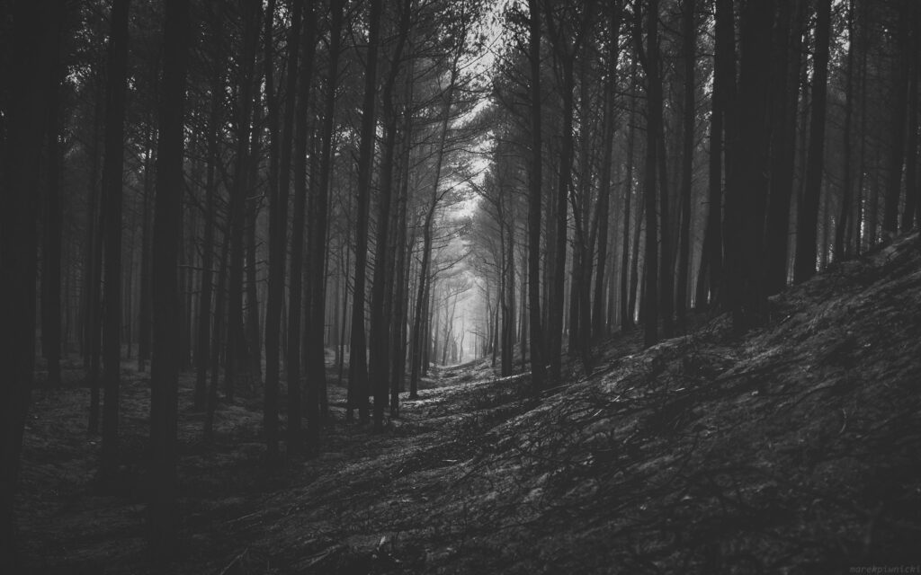 Dramatic Black and White Forest Wallpaper - Tall Trees & Mysterious Path