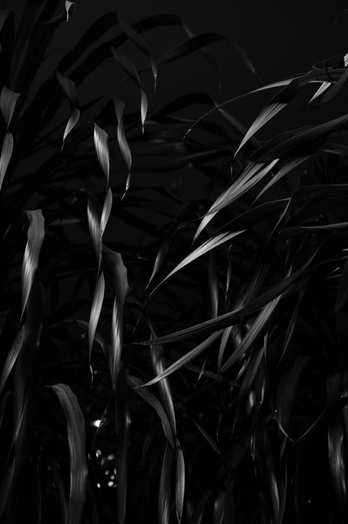 Elegant Black and White Leaf Wallpaper: Intricate Textures & Shadows