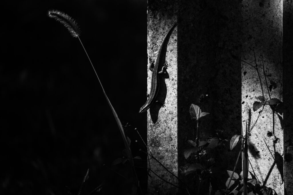 Textured Black and White Wallpaper with Lizard and Foliage