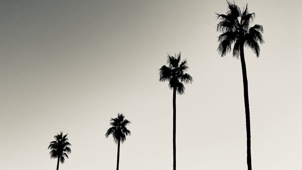 Minimalist Black and White Palm Tree Silhouettes Background Wallpaper