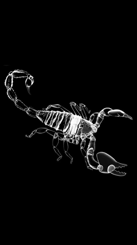 Bold Black & White Art Wallpaper with Detailed Scorpion Design