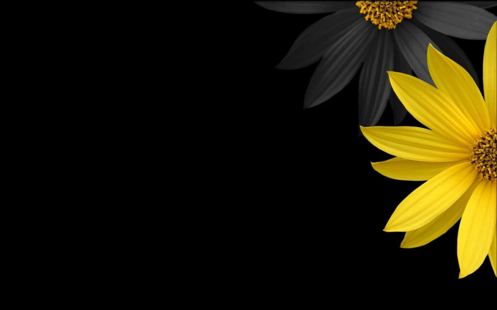 Contrasting Beauty: Captivating Black and Yellow Petals Blossom on Dark Canvas Wallpaper