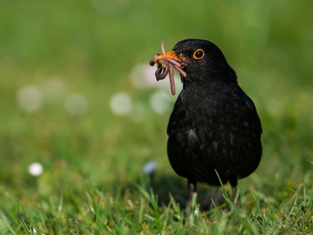 Blackbird Catching Worms in Lush Grass - Nature Wallpaper