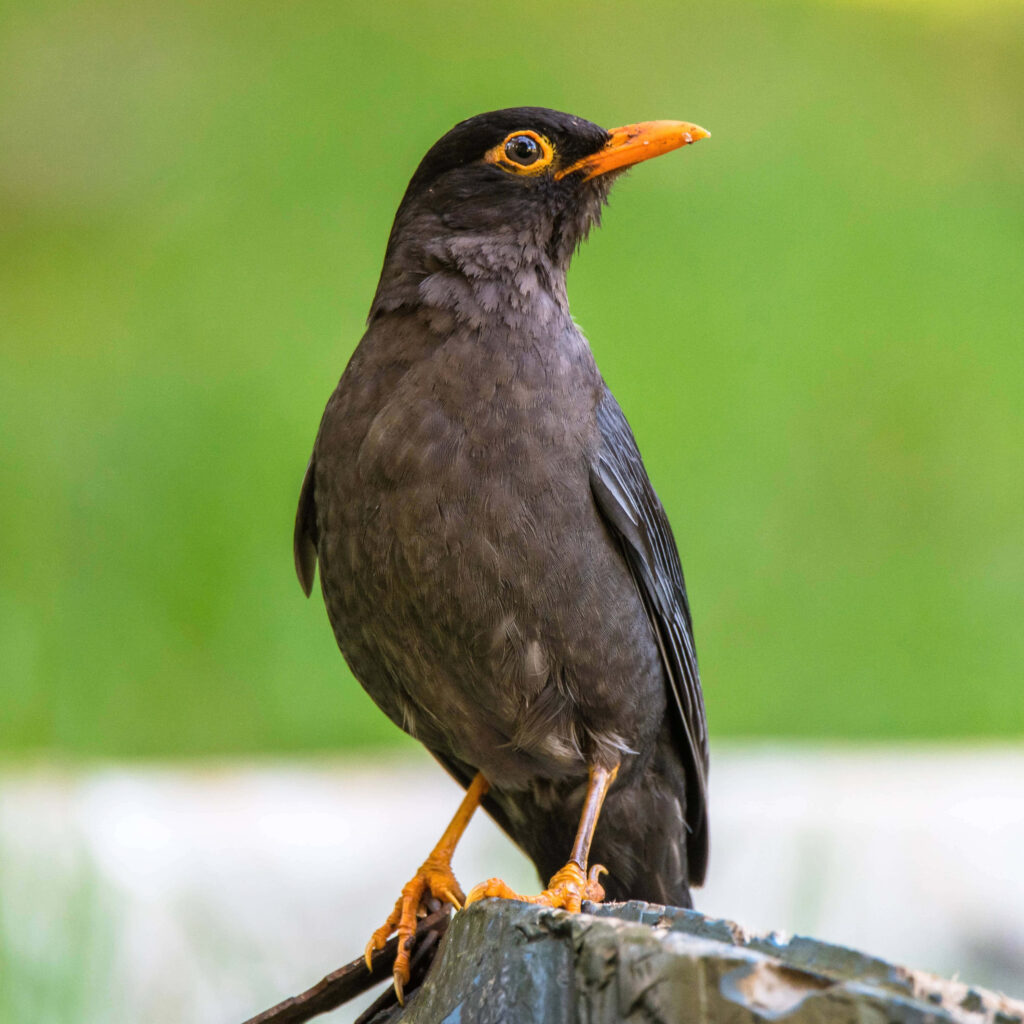 Blackbird on Fence: Serene Natural Scene with Vibrant Orange Eye-Ring Wallpaper