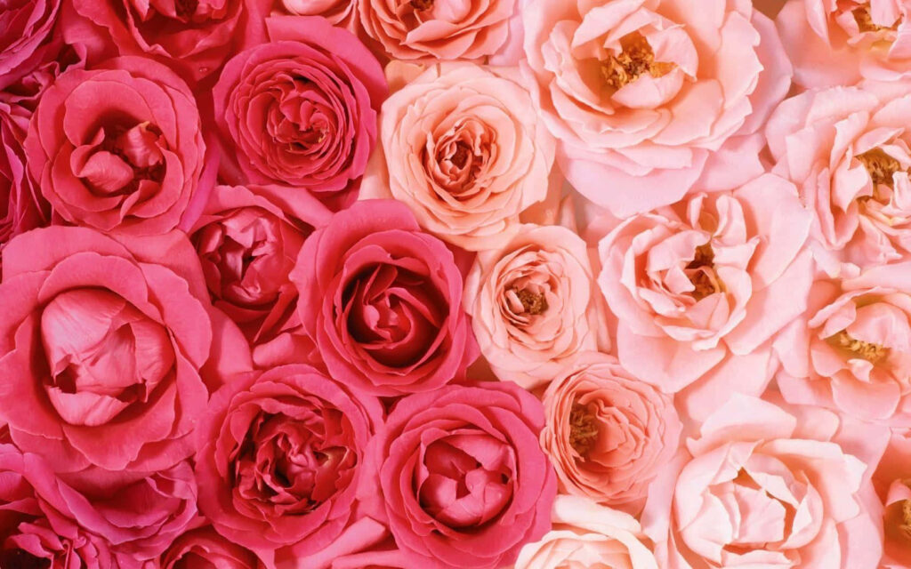 Harmonious Blooms: A Captivating Rose Laptop Wallpaper