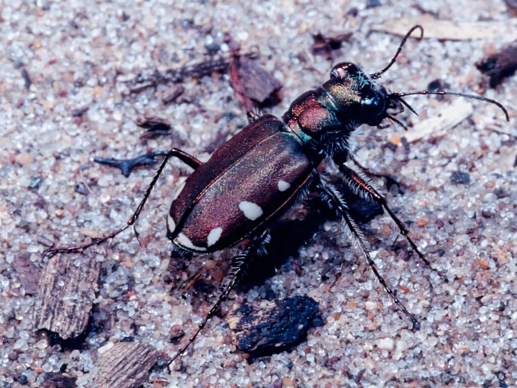 Close-up of a blister beetle on sandy ground showing its distinct markings and texture Wallpaper
