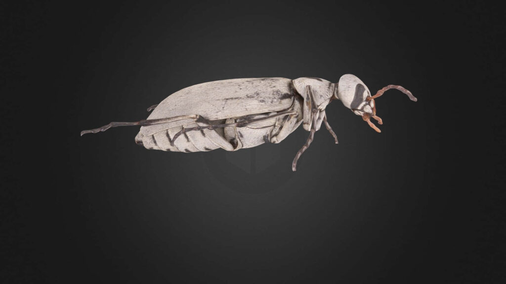 Detailed blister beetle profile with textured exoskeleton on dark background wallpaper