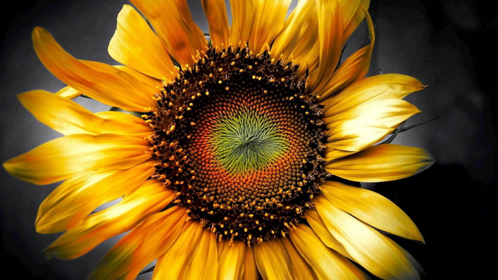 High-definition macro sunflower wallpaper vibrant golden petals detailed florets dark background