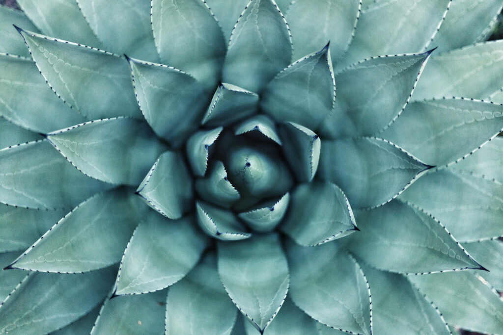 Teal Majesty: A Top-View of Bloomin' Succulent Plant in Stunning Wallpaper