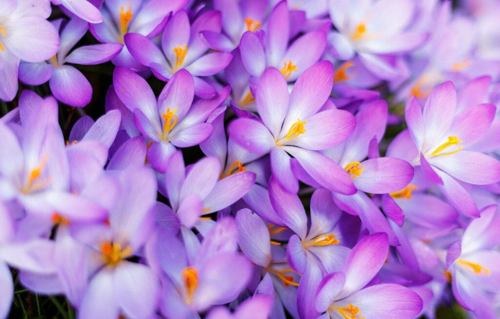 Spectacular Saffron Splendor: Immersed in the Bountiful Blossom of Nature's Golden Treasure Wallpaper
