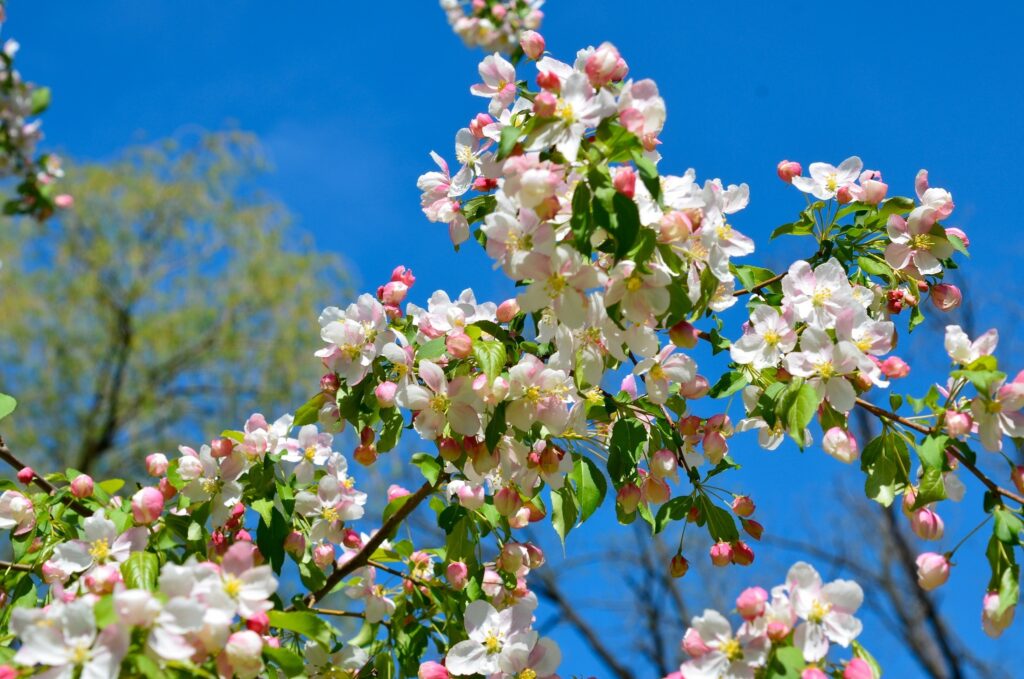 Blooming apple tree branches with pink white flowers against clear blue spring sky wallpaper