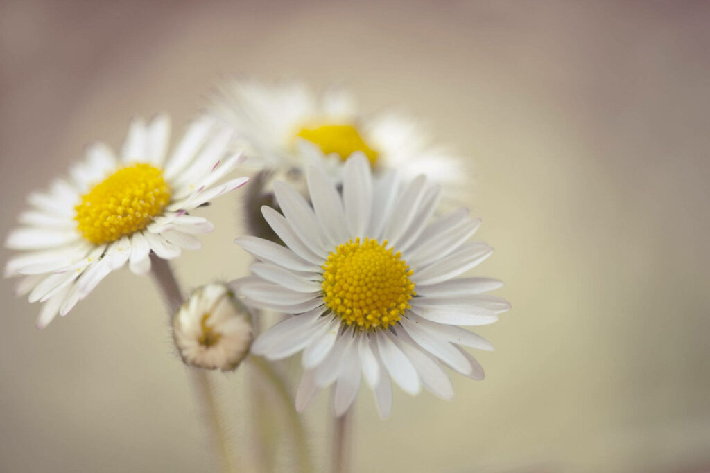 Daisies in Full Bloom: Captivating 4K Close-Up Against a Warm Beige Backdrop Wallpaper