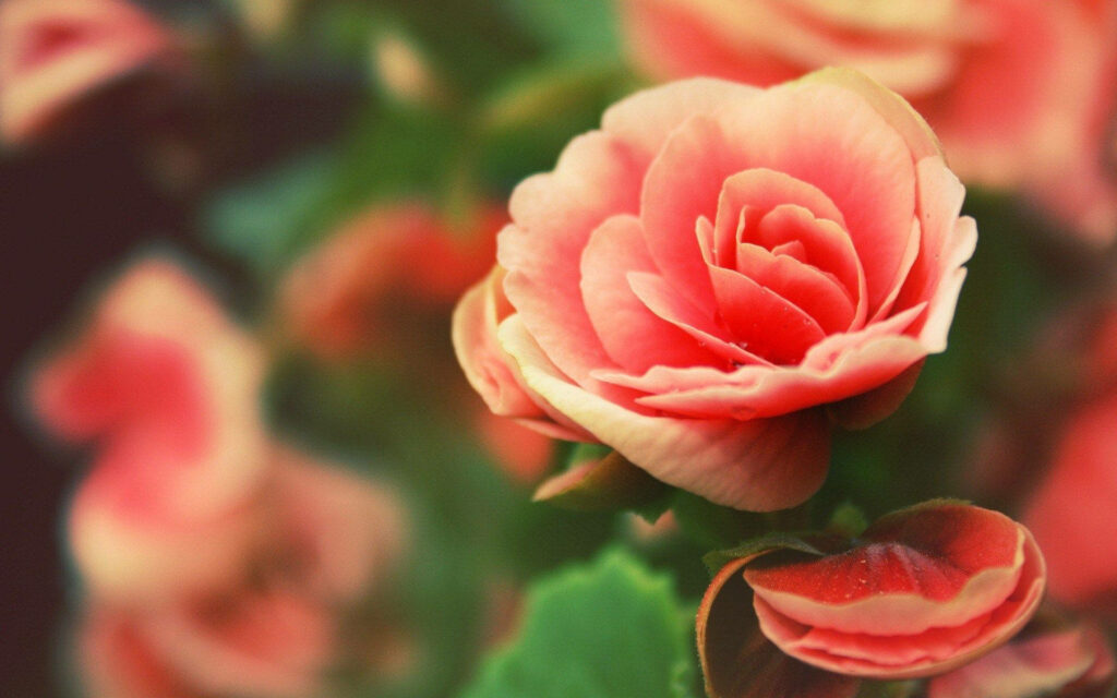 Blooming Symphony: A Captivating Sunflower and Rose Wallpaper