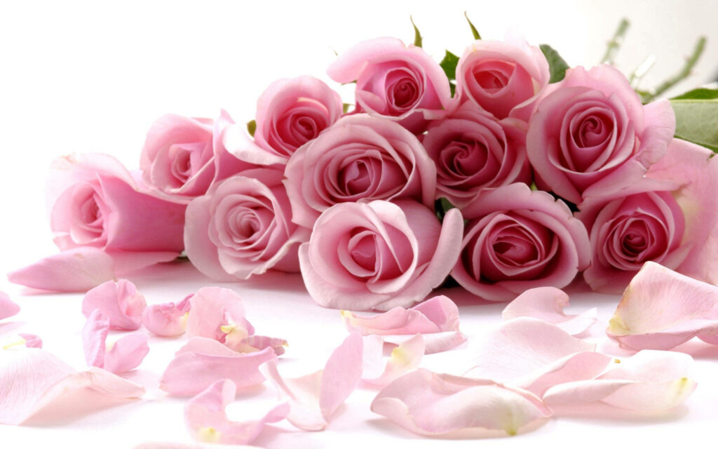 Elegant floral wallpaper with soft pink roses and delicate petals on a white background