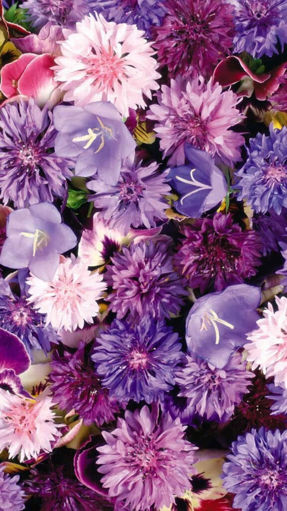 Captivating Cornflower Cluster: An Aesthetic Purple Flower Wallpaper for iPhone