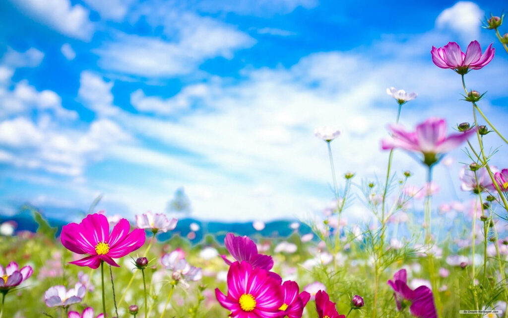 Purple Cosmos Blossoms amidst Serene Spring Sky on Laptop's Wallpaper