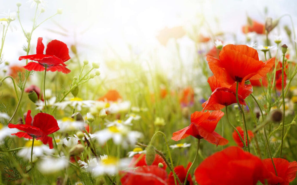 Blooming Delights: A Colorful Springtime Wonderland in Desktop Bliss Wallpaper