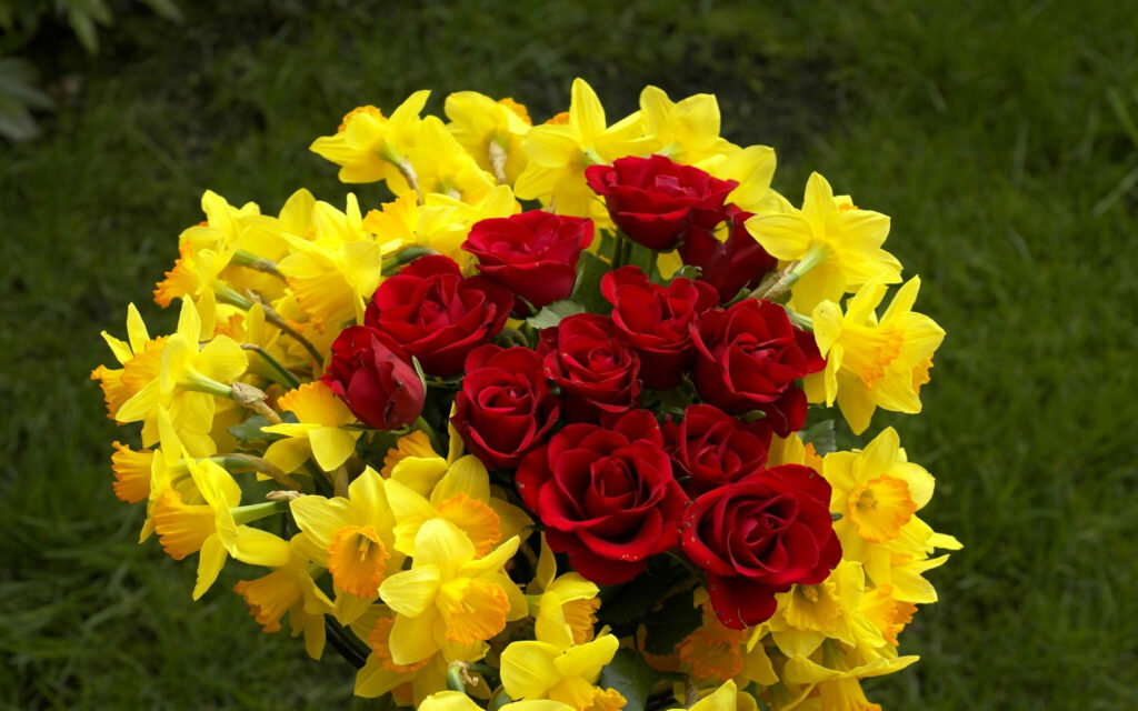 Blooming Harmony: Captivating Wild Daffodils and Radiant Red Roses Grace a Desktop Canvas Wallpaper