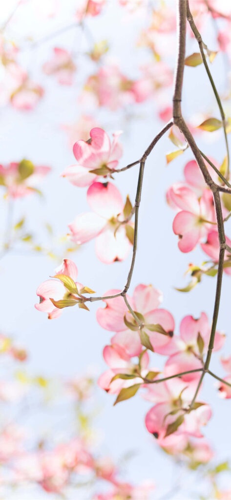 Spring Blossoms: A Delightful iPhone Background featuring Pink Flowers under a Crystal Clear Sky Wallpaper