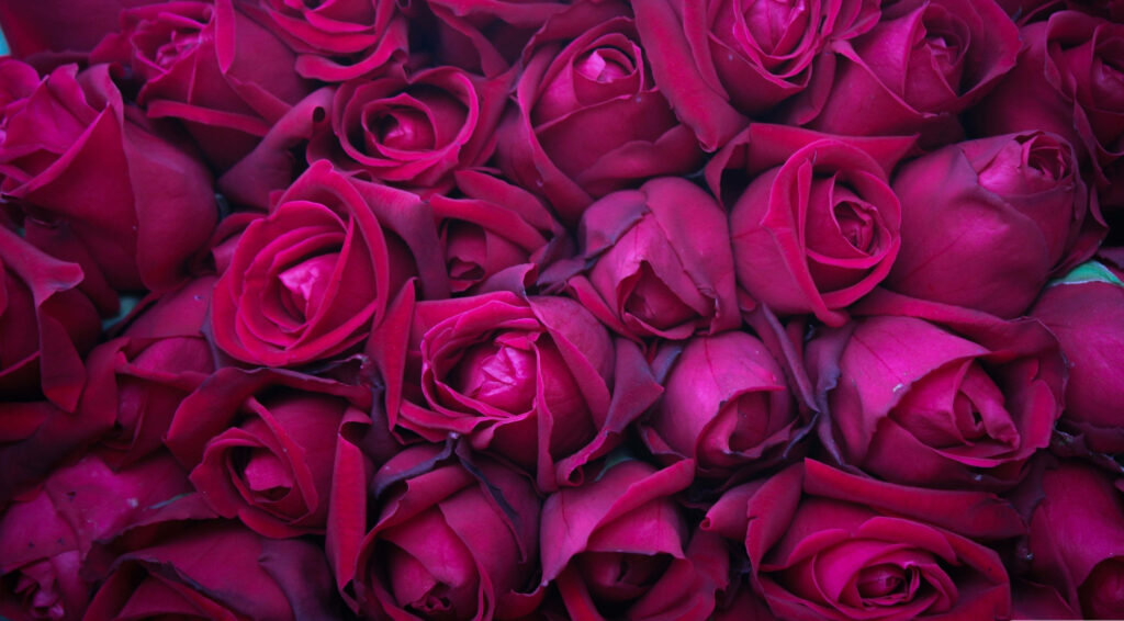 Enchanting 4k Rose Bouquet: Captivating Pink Clustered Roses in a Background Photo Wallpaper