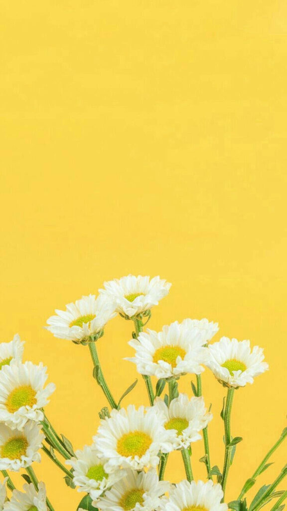 Blooming Sunshine: Vibrant Daisy iPhone Wallpaper Illuminating Your Screen