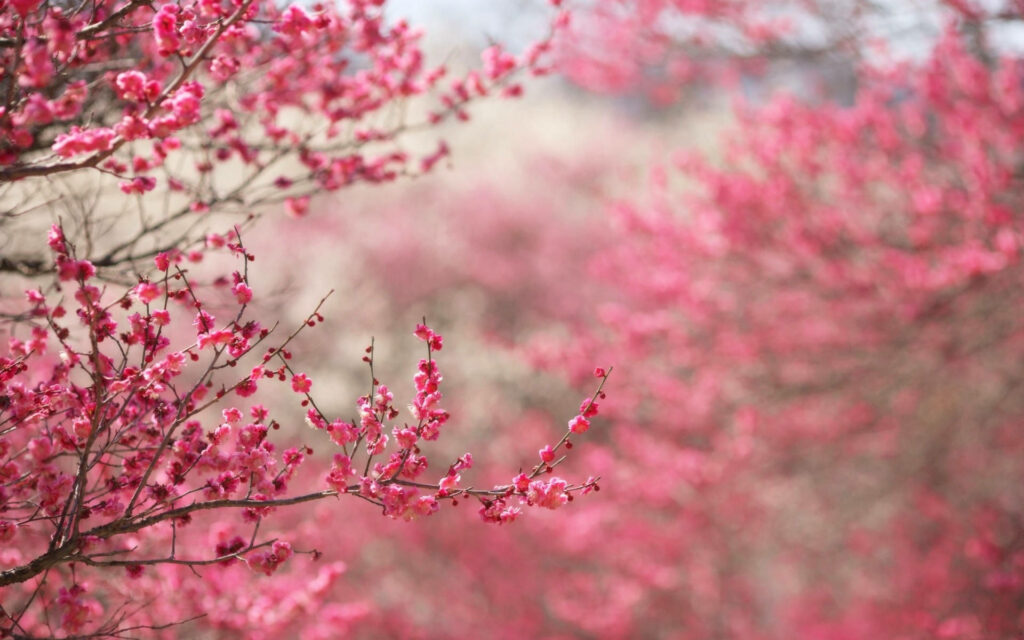 Pink Plum Blossom Paradise: An Enchanting Floral Desktop Portrait Wallpaper