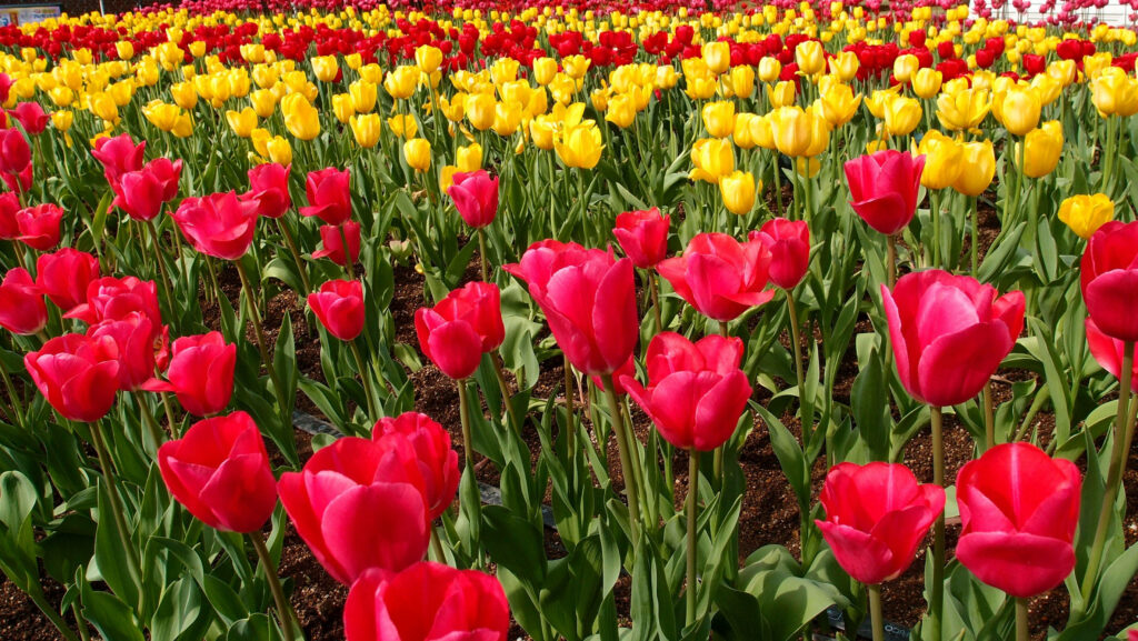 Vibrant red and yellow tulip field in bright spring sunlight floral landscape wallpaper background