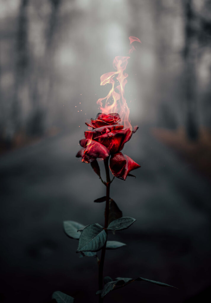 Serene Beauty: Stunning Rose Mobile background photo in high resolution Wallpaper