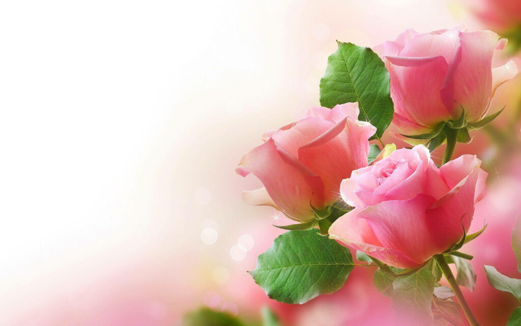 Vibrant Roses: High-Resolution Desktop Wallpaper