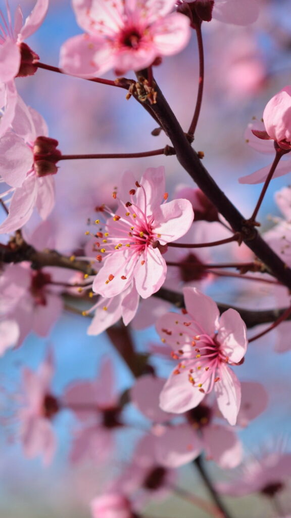 Floral Symphony: Vibrant Spring Blossoms Engulf Nature's Exquisite HD Phone Wallpaper