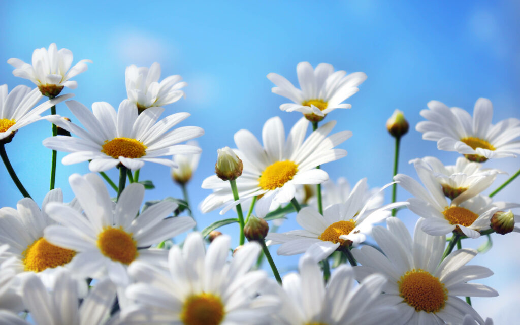 Blossoming Splendor: Captivating Springtime Daisy Enchantment as a Stunning Wallpaper