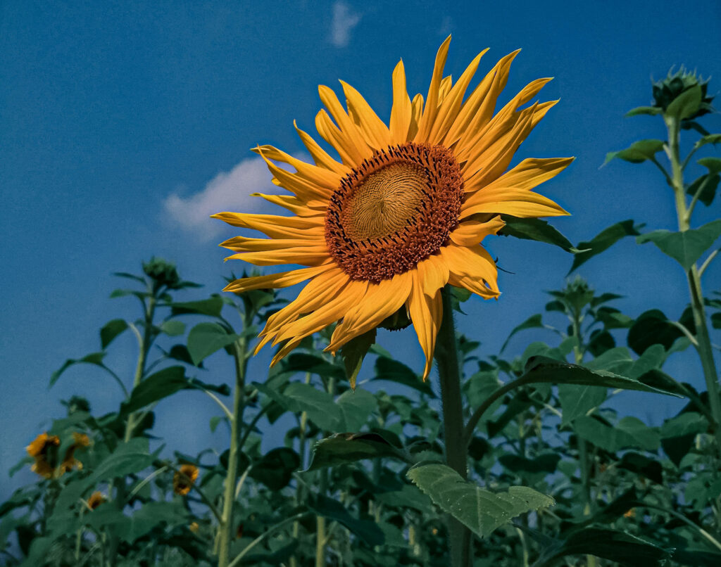 Sunflower Serenade: Basking in the Radiance of Nature's Beauty Wallpaper