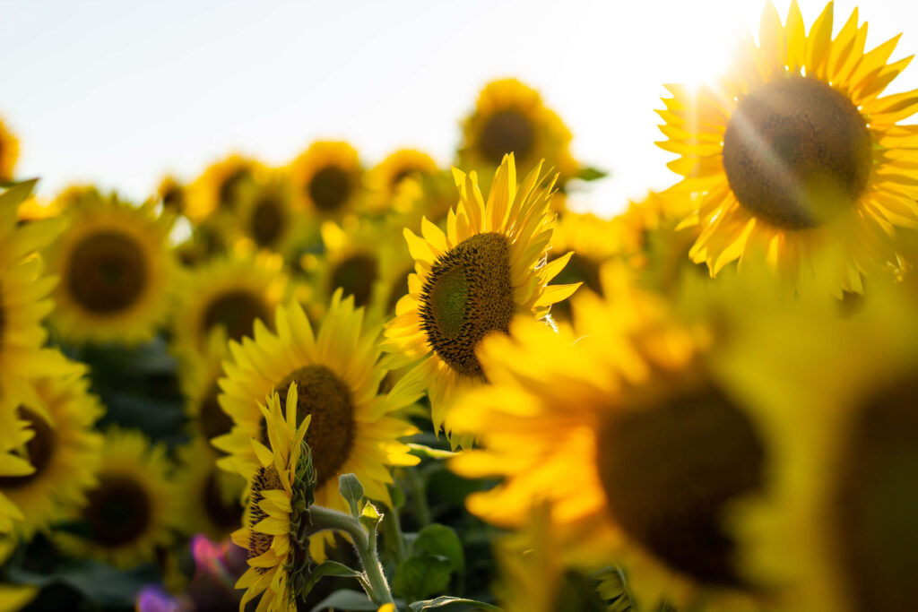 Basking in Sunshine: Vibrant Sunflower Field Captured by Google Pixel In Bloom Collection Wallpaper
