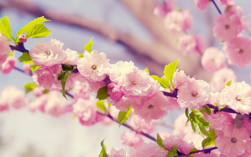 Floral Bliss: A Delicate Japanese Apricot Tree Adorning Your Computer Desktop Wallpaper