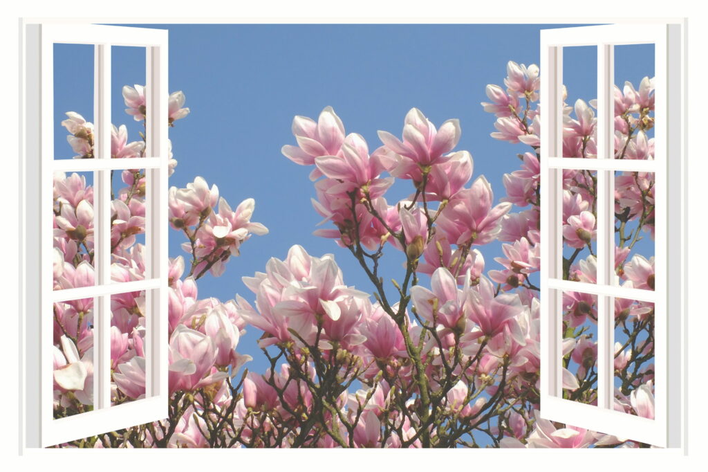 Open white window frame with blooming pink and white magnolia tree against blue sky wallpaper