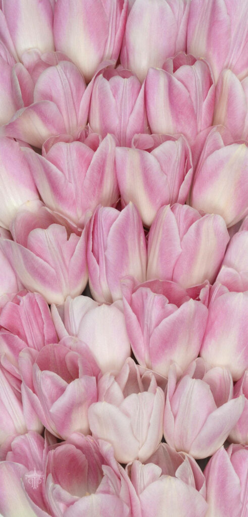 Innocent Beauty: Delicate Pink Tulip Blooms on Iphone Wallpaper