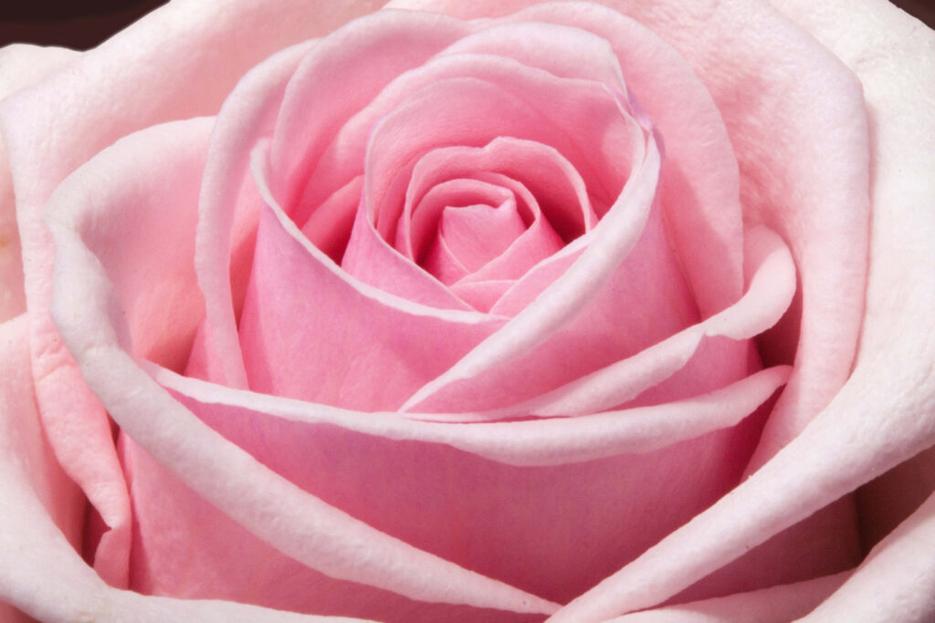 Blooming Elegance: Captivating Rose Mobile Background in High Resolution Wallpaper
