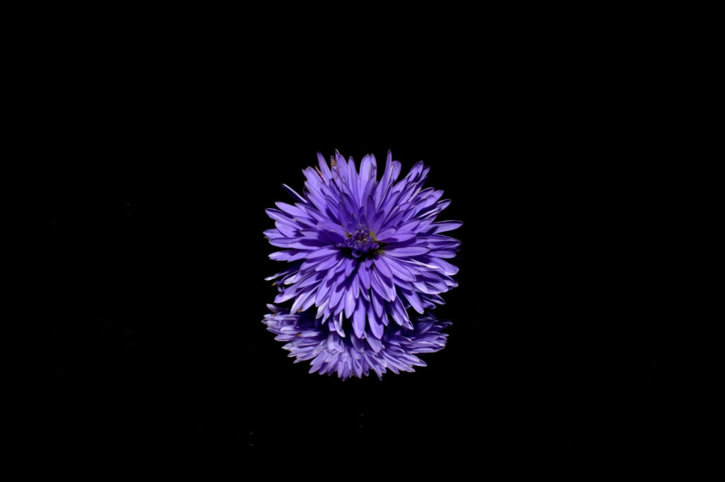 Blooming Elegance: A Captivating Purple Flower Shining Amidst the Noir Night Sky Wallpaper